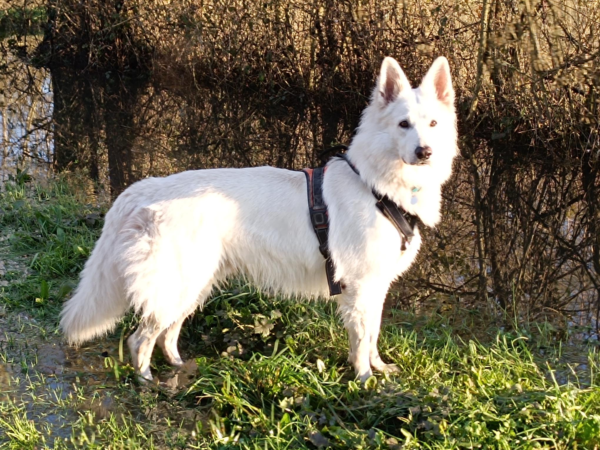 Socrate, chien résident de la pension