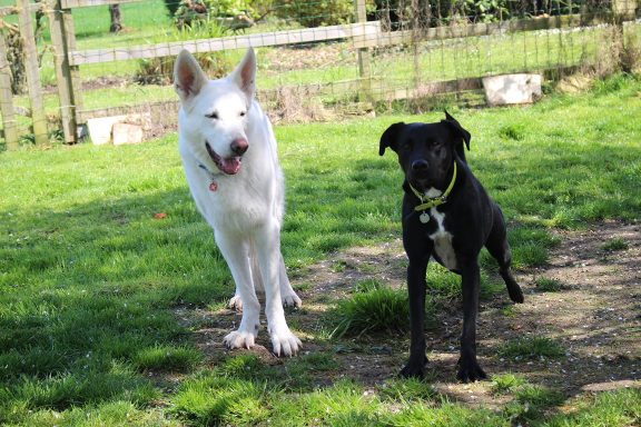 Fox et Blacky, premiers chiens adoptés