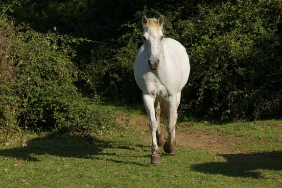 Sunny, ponette connémara